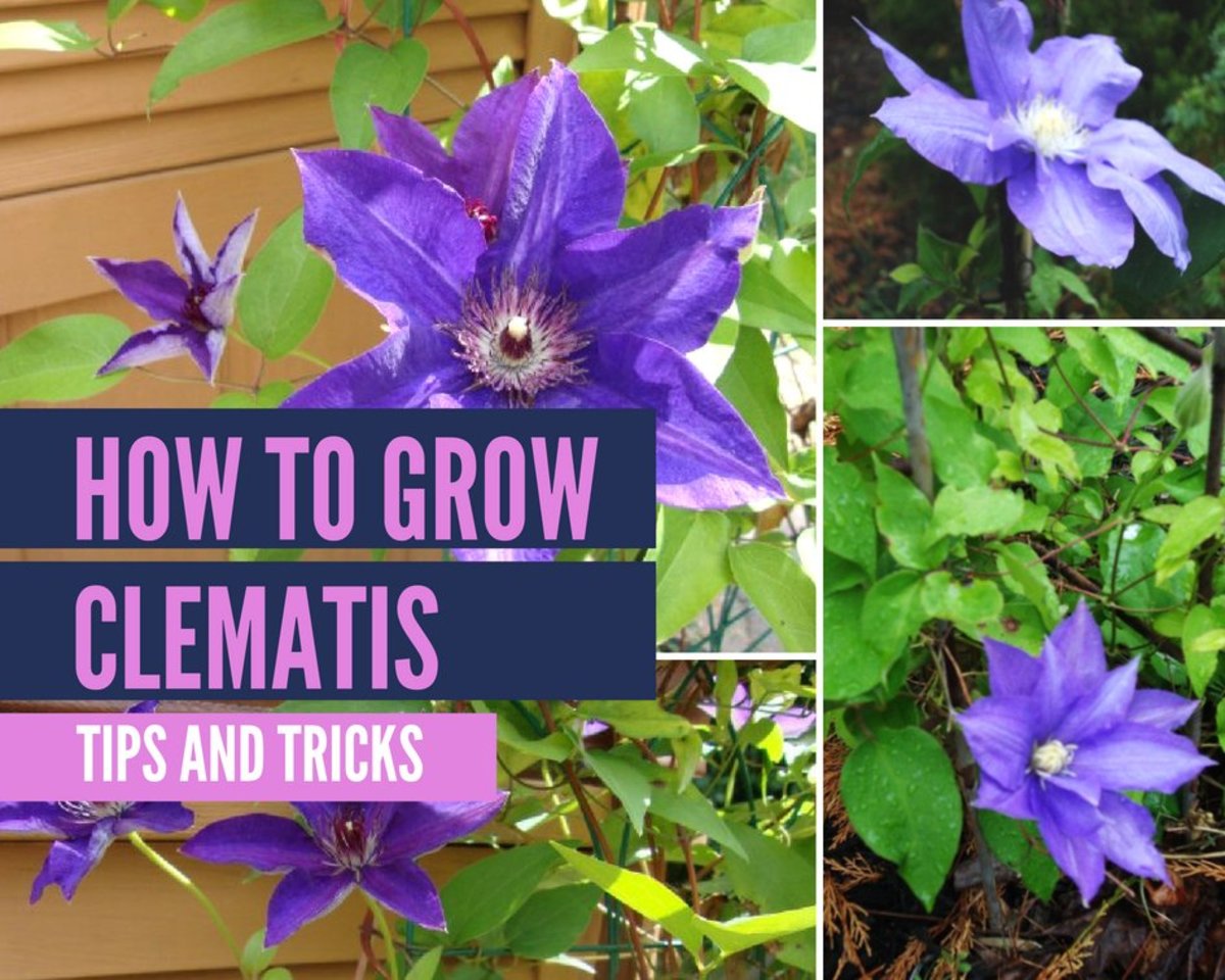 The Ultimate Guide to Growing New Clematis Plants Successfully