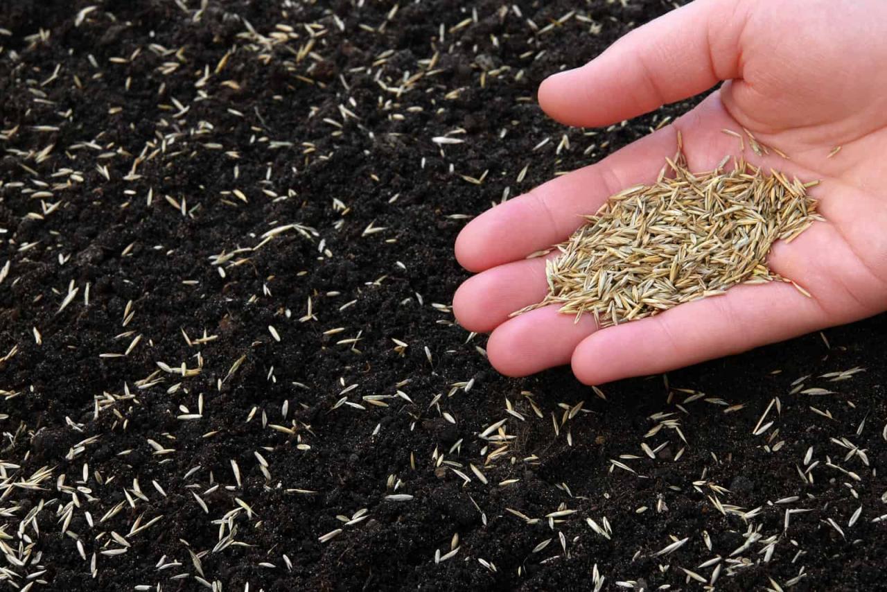 When to Sow Grass Seed in the UK for Maximum Growth and Health