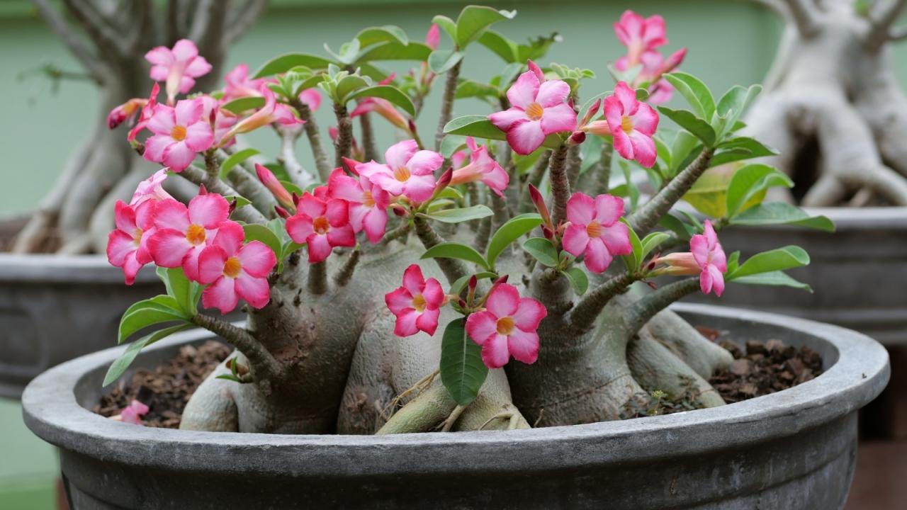 Unlock the Best Methods for Desert Rose Propagation