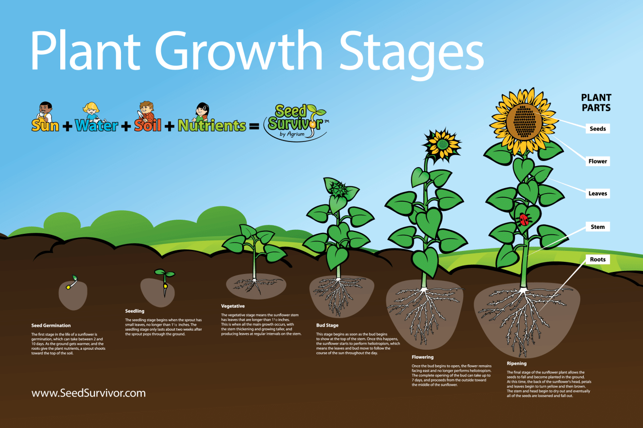 Unlock the Secret to Stunning Sunflowers: How To Propagate Them Perfectly!