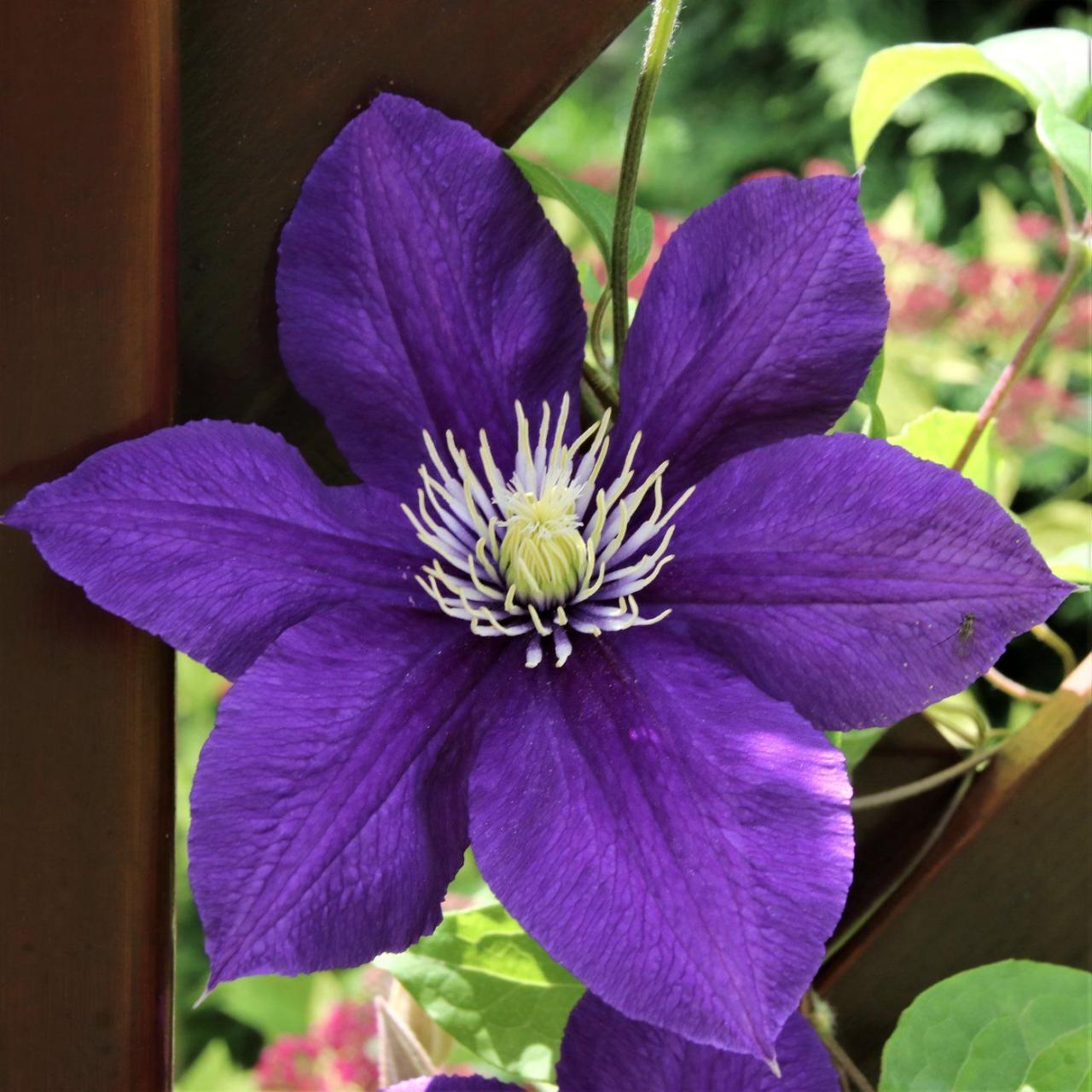 The Ultimate Guide to Growing New Clematis Plants Successfully