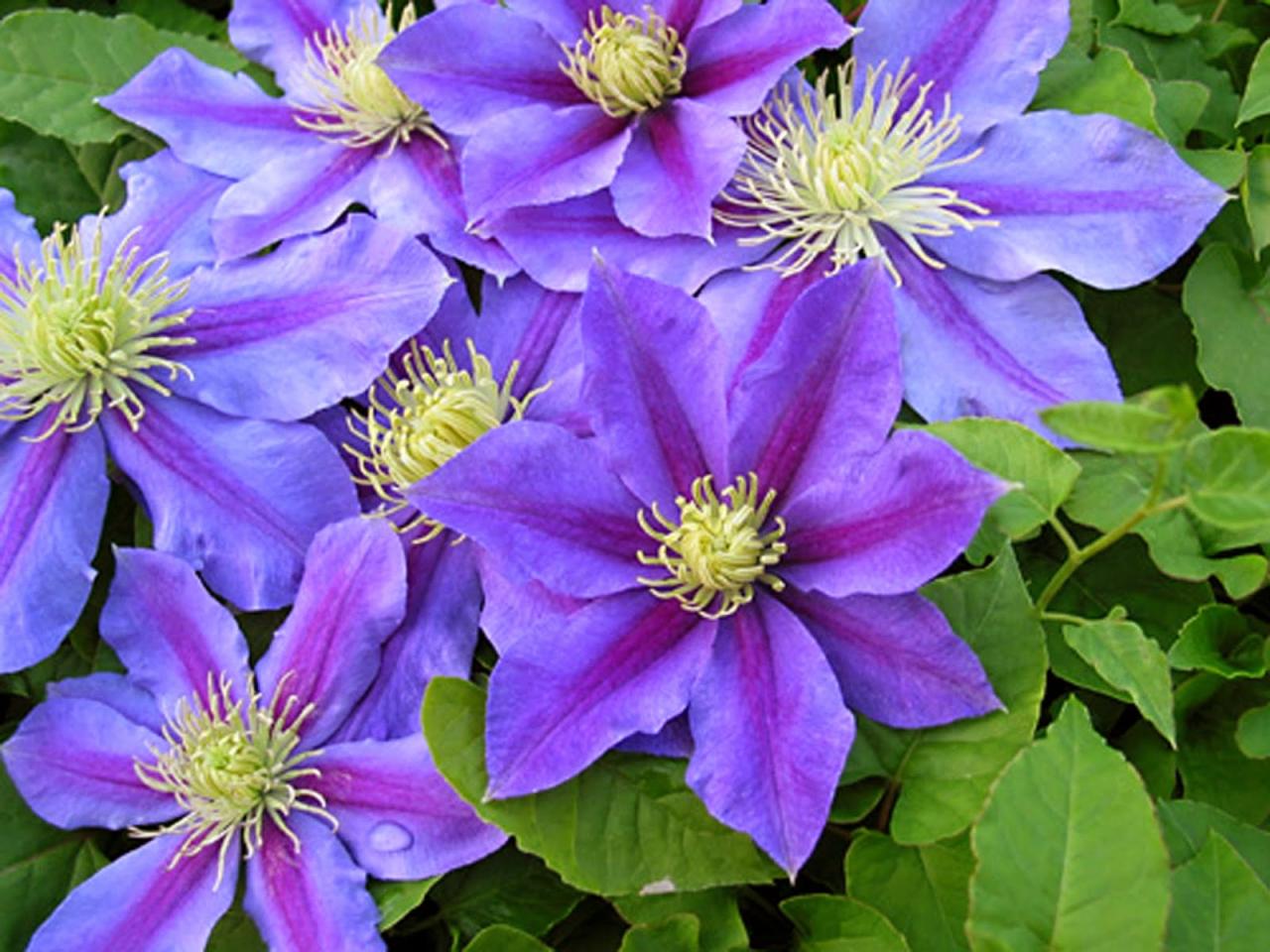 The Ultimate Guide to Growing New Clematis Plants Successfully