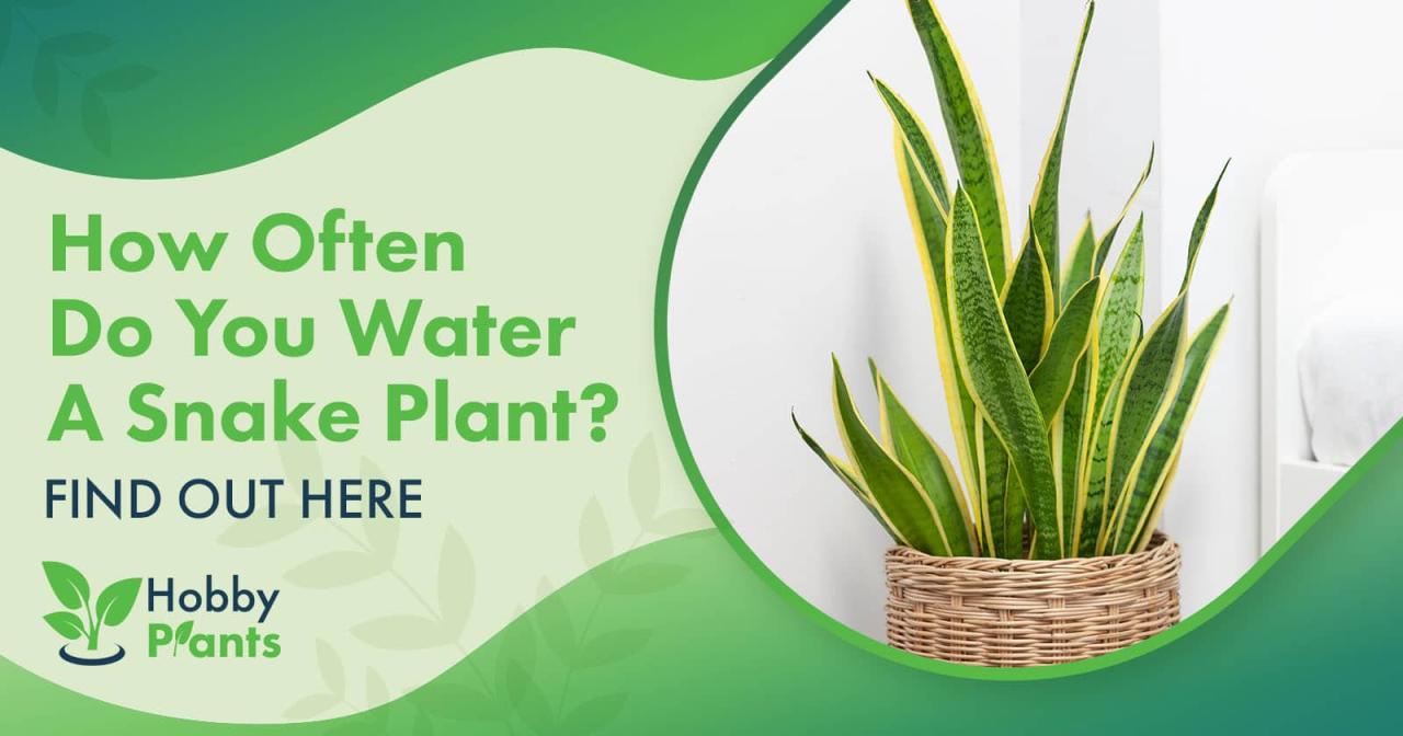 How Often to Water a Snake Plant Without Overwatering