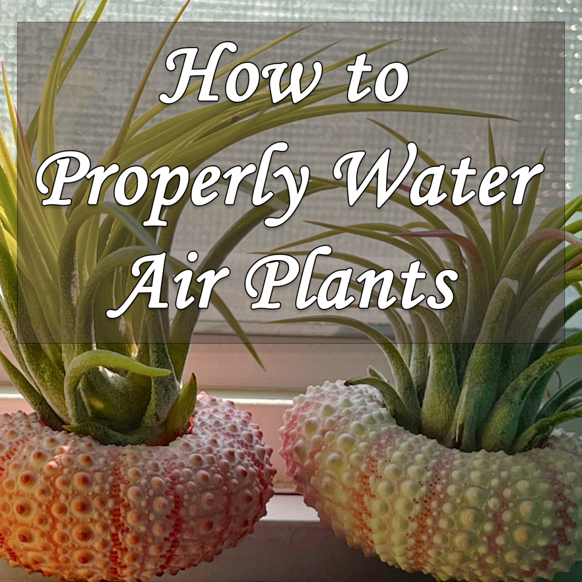 How to Water Air Plants in Low Light: A Guide to Success