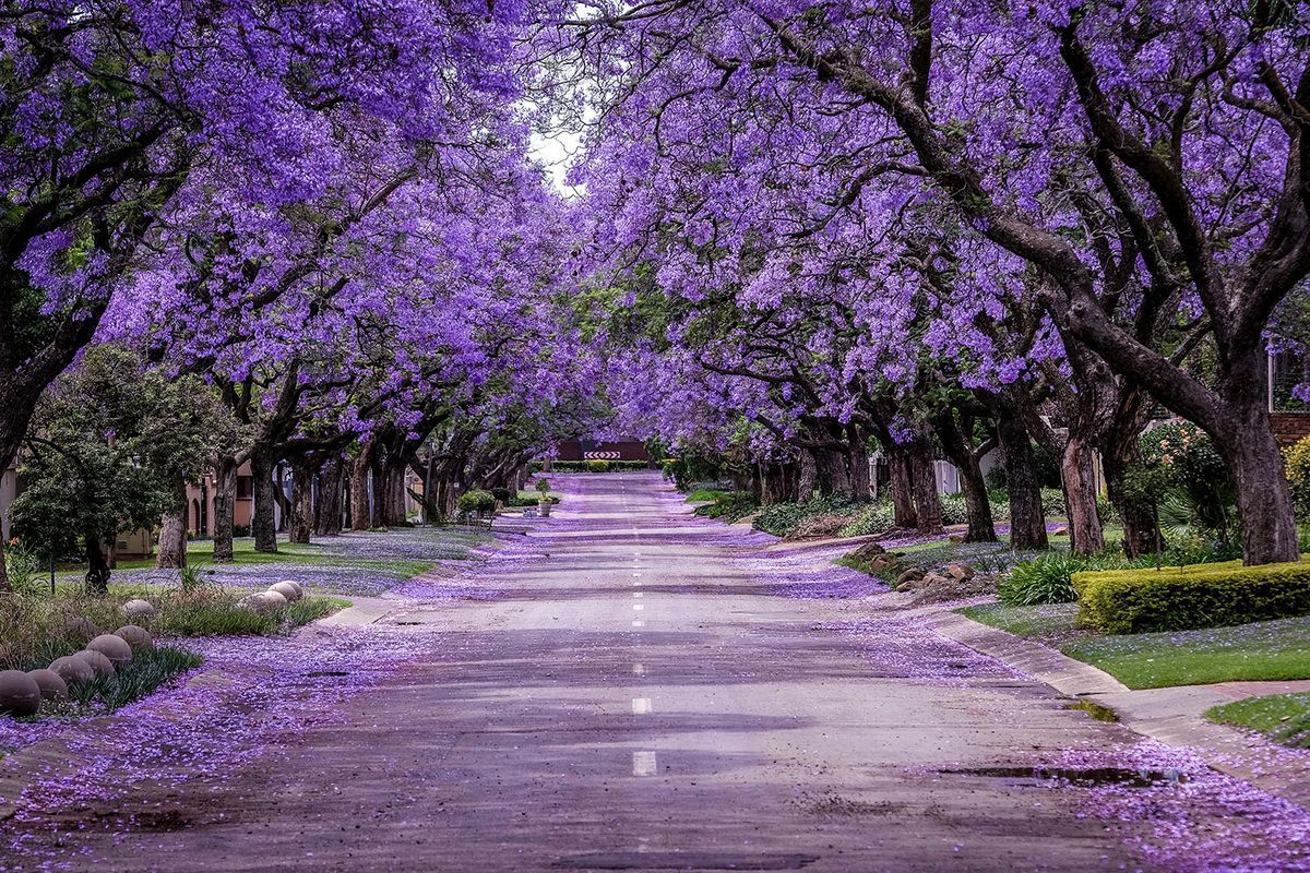 Grow a Stunning Jacaranda: Expert Garden Advice