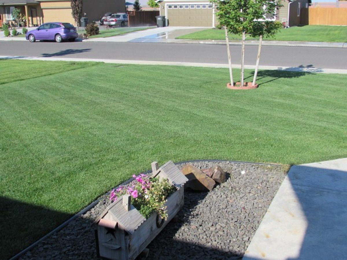 Can You Achieve a Lush and Green Lawn with September Grass Seed?