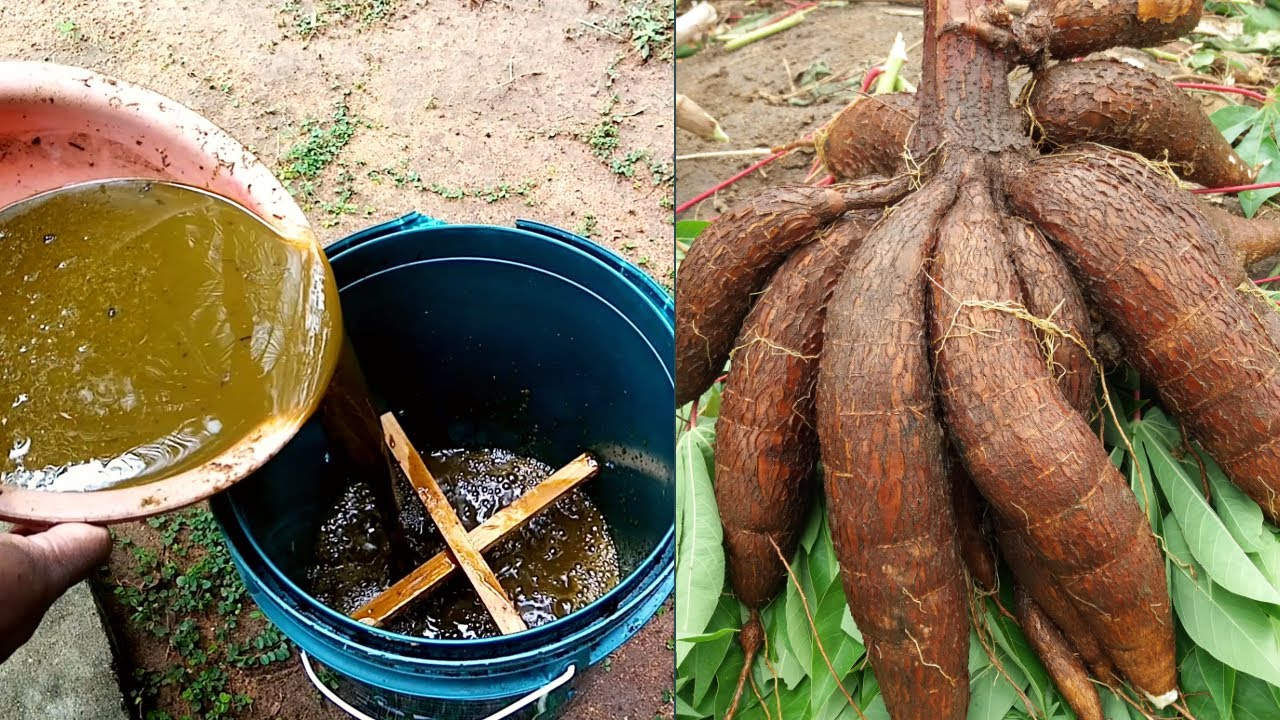 Grow Cassava Leaves: Essential Tips for Success