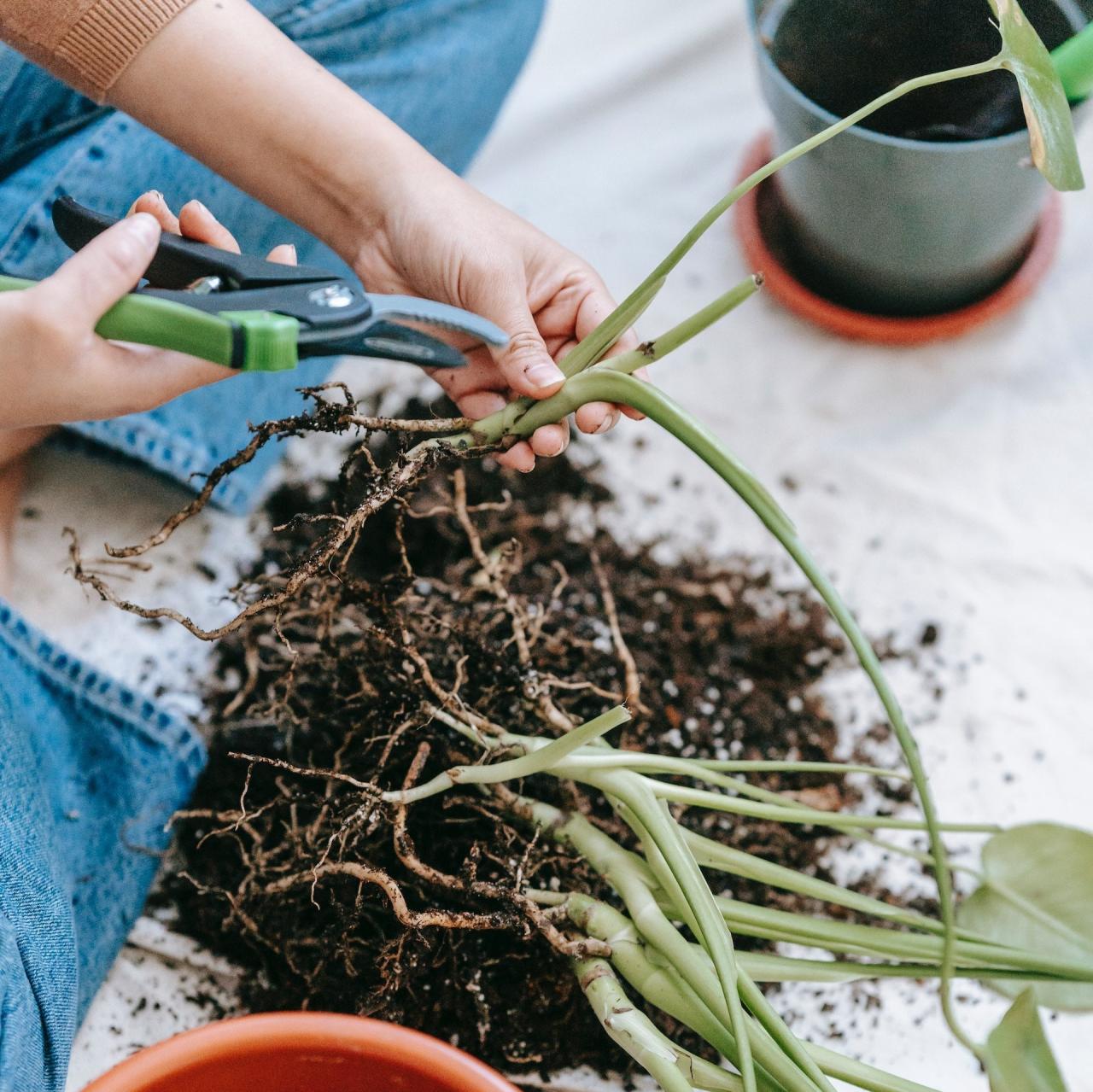 How to Prevent Root Rot in Large Indoor Plants