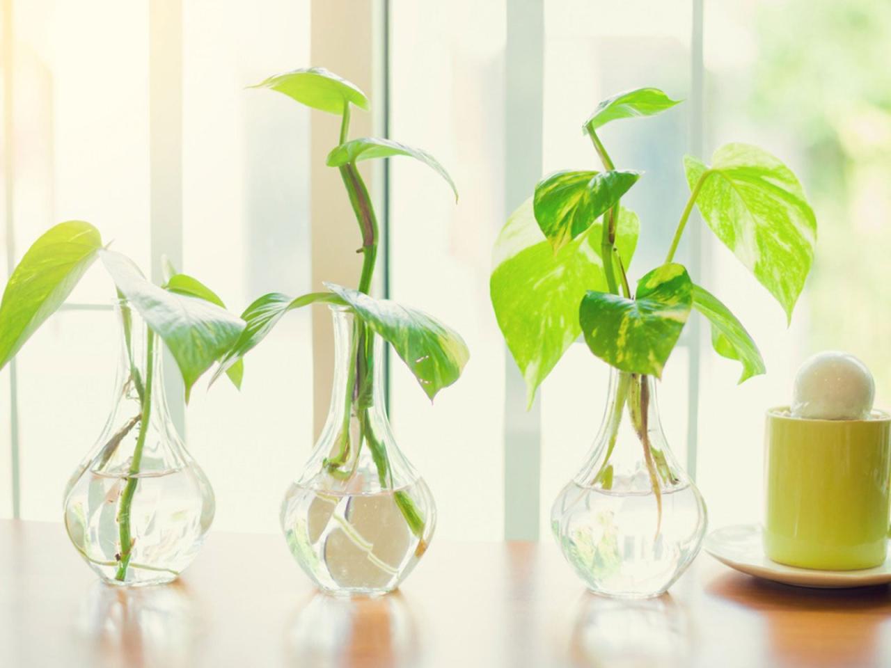 How to Propagate Pothos in Soil for Beautiful and Healthy Plants!