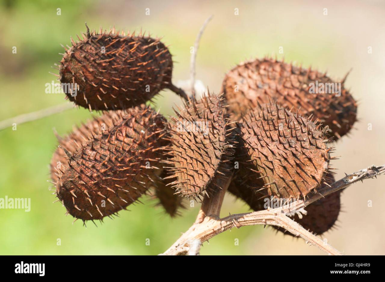 The Truth Behind Why Spiky Seeds Are So Important to Plants